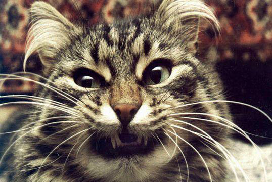 Ты извинился но сделал это без уважения. С днем рождения от лукашенко. Сама просит. Мем негр с пальцем у виска. Не проси не требуй не надейся делай все сам.