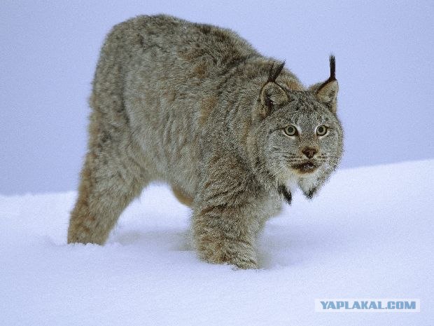 Большие кошки, фото