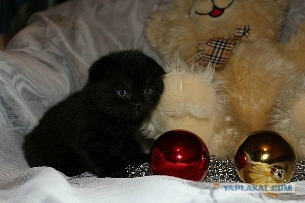 Котовторник (10.01.2012)