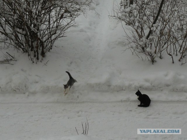 Котовторник 10.04.2012