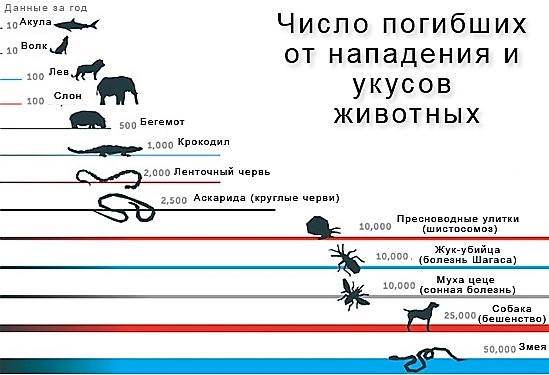 Во Владимире собаки насмерть загрызли молодого мужчину