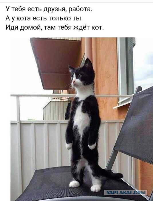 Самарская кошка два месяца ждет своих хозяев на одном месте