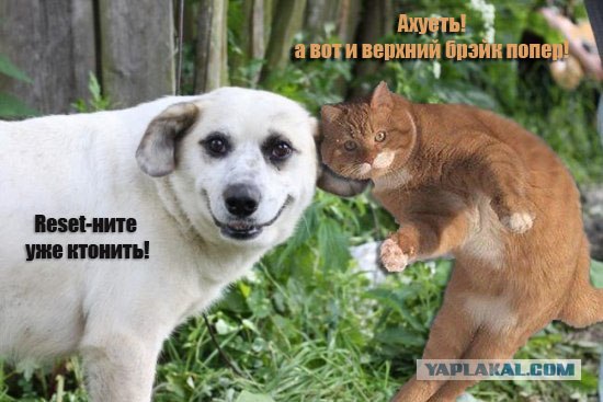 Фотожаба: Собака-улыбака