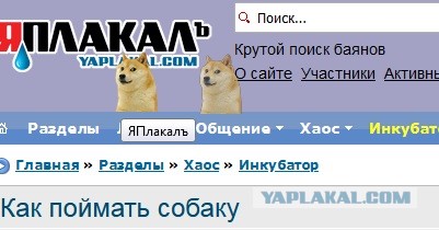 Как поймать собаку