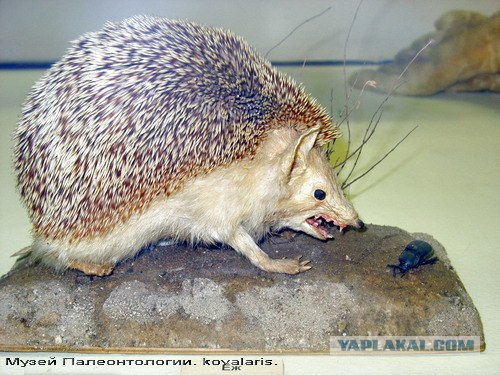 Дратути