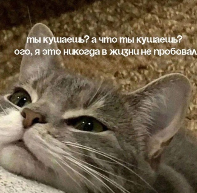 К котовторнику: подборка картинок-баянов с котиками и про котиков. Выпуск 3.