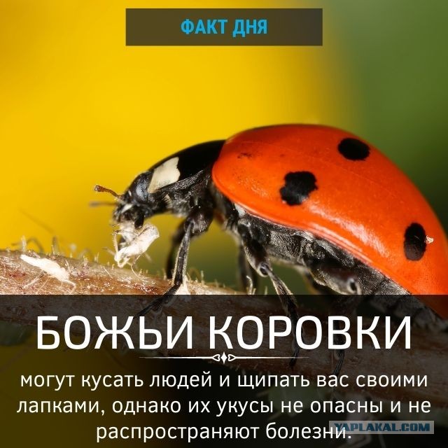 Скарита: Радуйтесь, если увидите его на участке. Он перебьёт всех вредителей в округе!