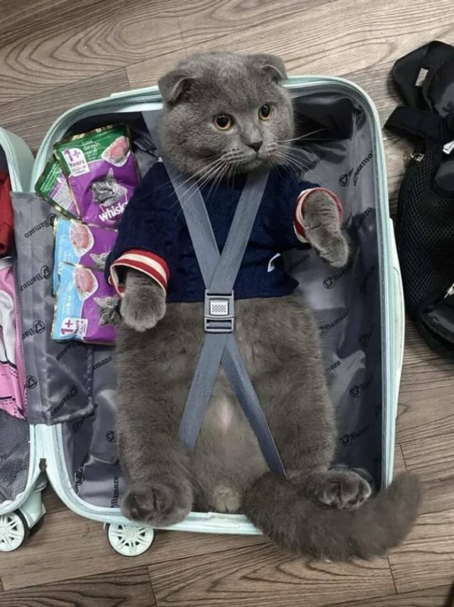 К котовторнику: подборка картинок-баянов с котиками и про котиков. Выпуск 10