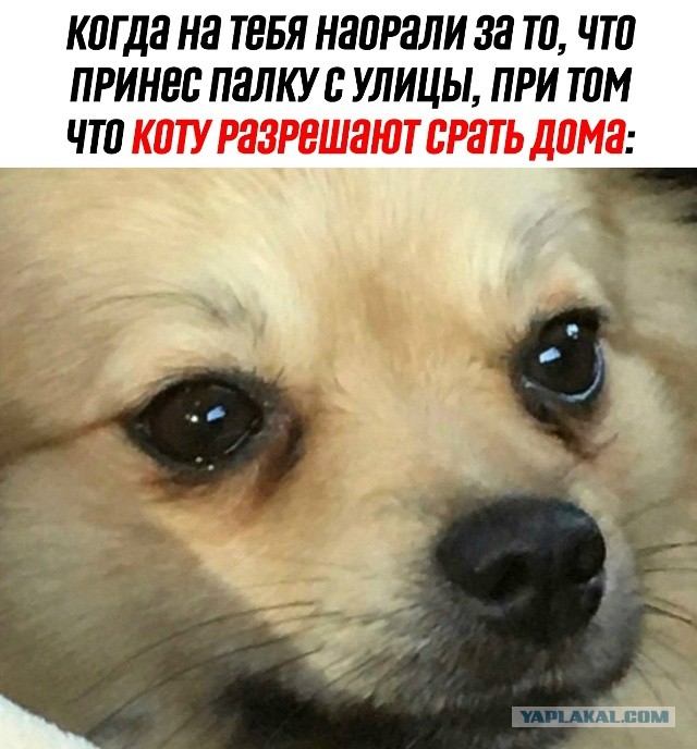 Веселое настроение в картинках (02.10.2025)