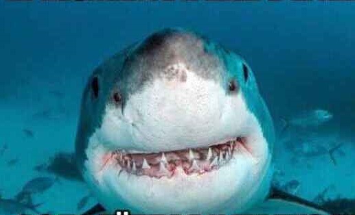 Барсик кис-кис-кис