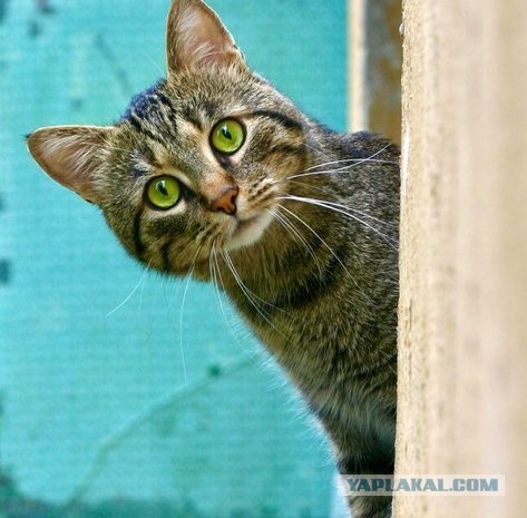 Снимаем стресс