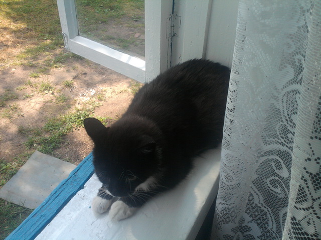 Котовторник  28.01.14