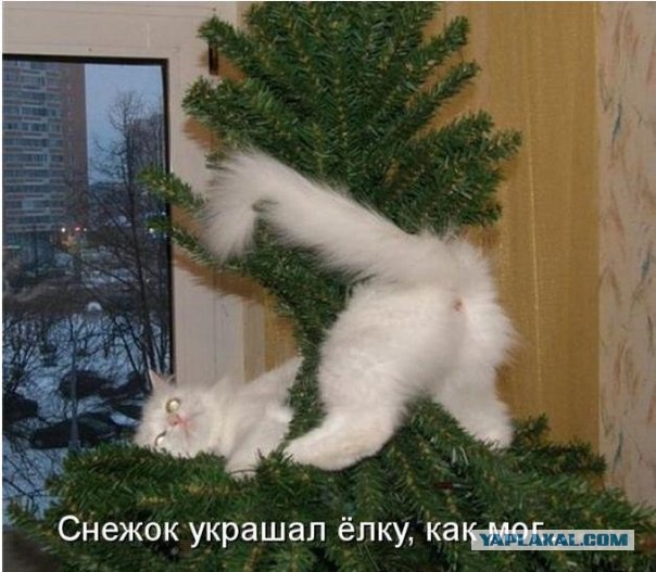 Весёлые картинки. Разбавим будни