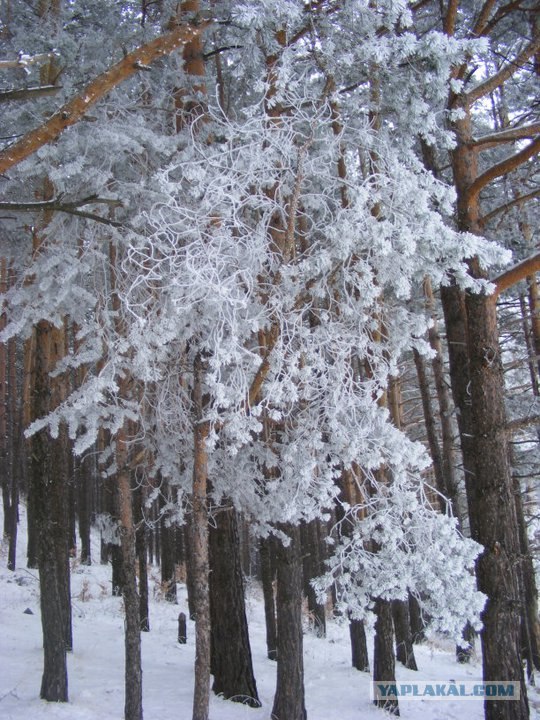 Для скучающих по снегу