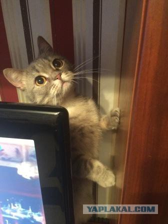 Котовторник 27.01.2015