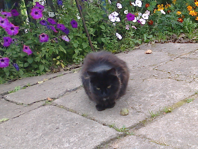 Котовторник 28.04.2015