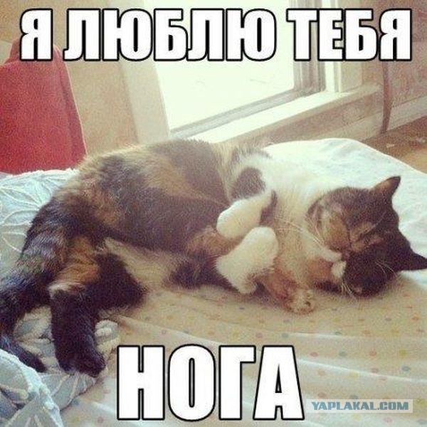 Подборка смешных и забавных фото