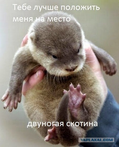 Прикольные животные
