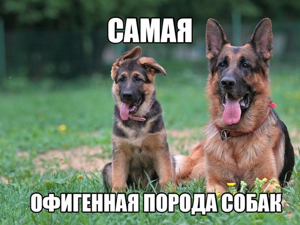 Прикольные животные