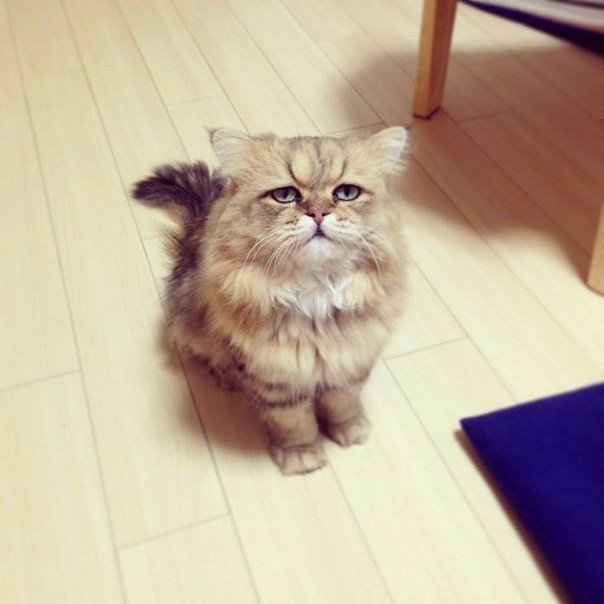 Коты из сети