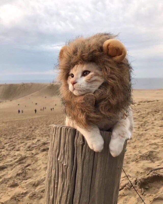 Коты и Кошки