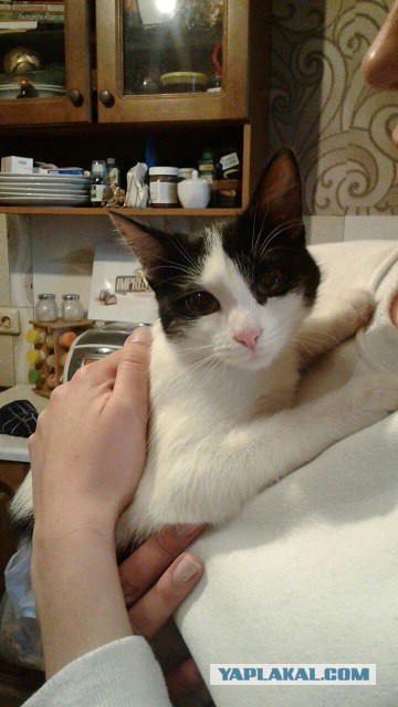 Котовторник 13.06.2017