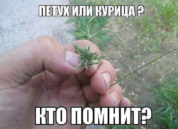 Приколы в картинках или прикольные картинки?