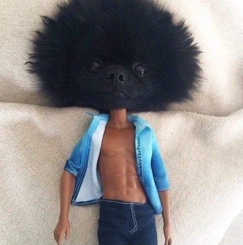 Живность из сети