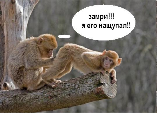 Прикольные обезьянки недели!