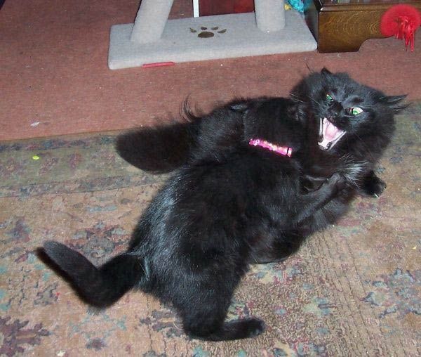 Прикольные коты на среду! ОЧЕНЬ МНОГО!