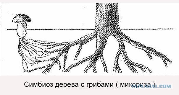 Выращивание "Белых" грибов на даче