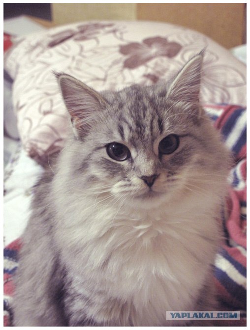 Котовторник на ЯПе (21.04.2009)