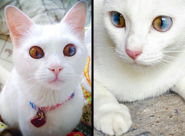 Прикольных котов пост