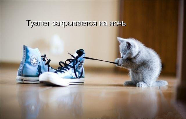 Котовторник 15.02.2011