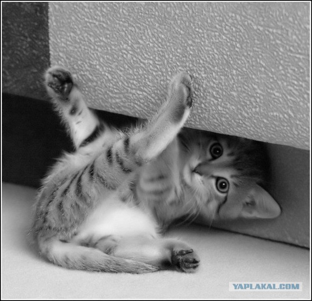 Котовторник. А как же?!