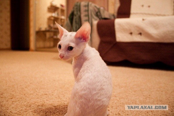Котовторник!