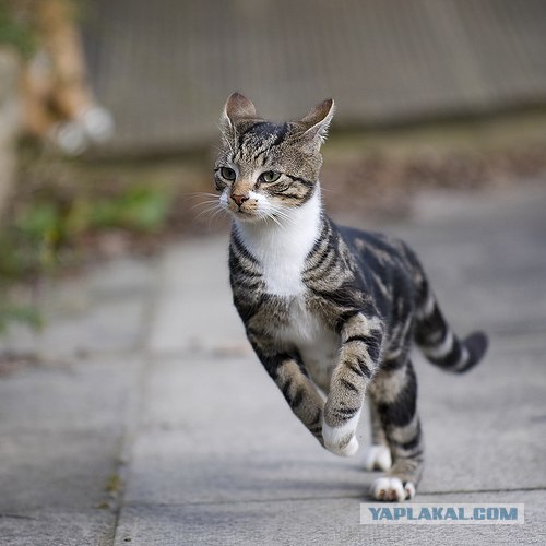 Котовторник: Кошки и ягнёнок