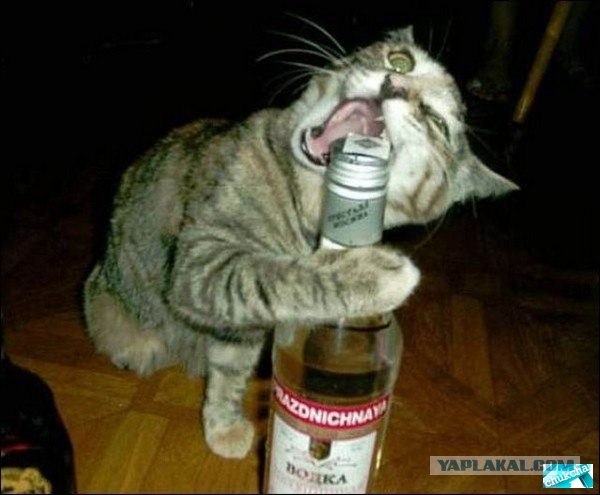 Котовторник так котовторник!