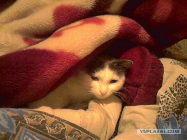 Котовторник 1.11.11