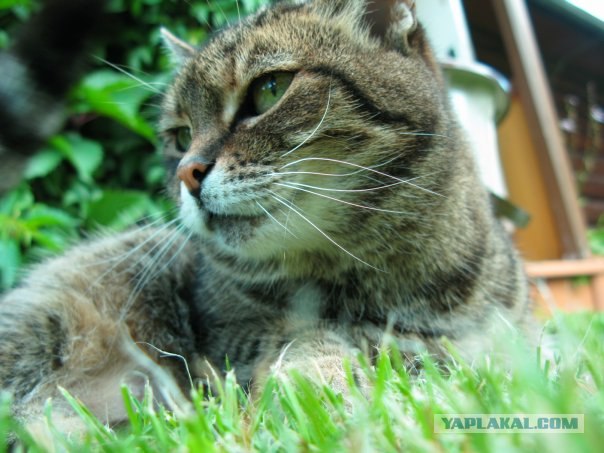 Котовторник 10.04.2012