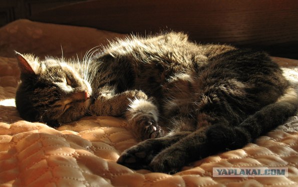 Котовторник 1 мая 2012