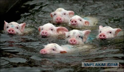 Дикий вепрь