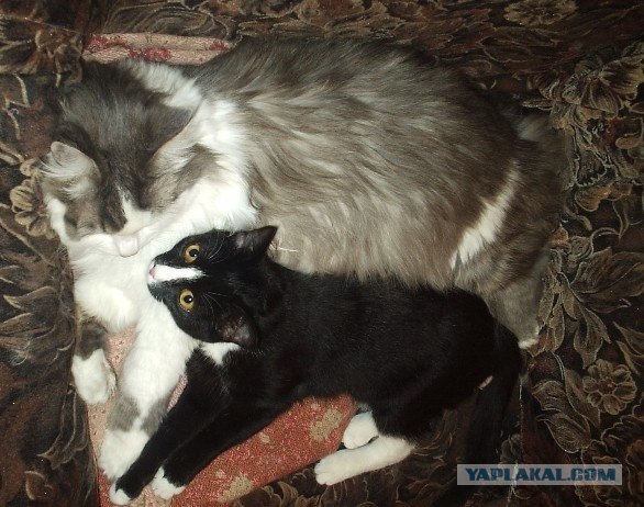 Котовторник  21.08.12