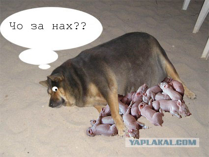 Фотожаба: О чем же думает собака?....