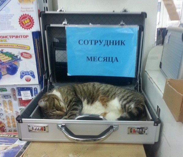 Глазки отдохните: подборка живности всякой