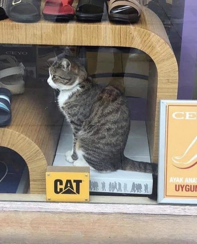 Насохранял