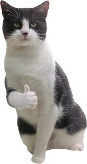 Кот всегда добьётся своего
