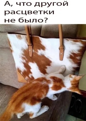Хозяйство у жениха маленькое, жену не найдет!