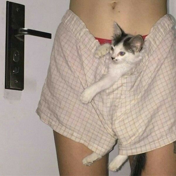 Кошачьи выкрутасы