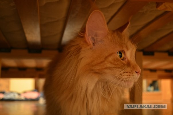 Немного о  Мейн Куне.